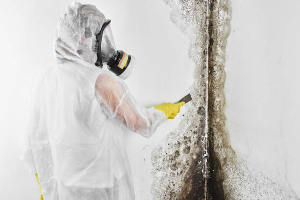 Best DIY Mold Remediation Support Services in North Bennington, VT