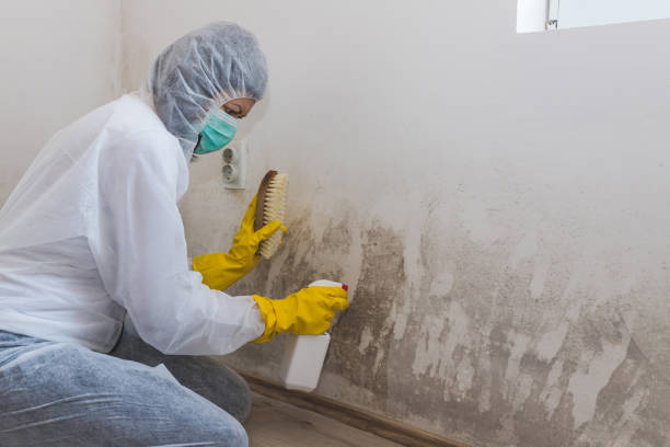 Best Basement Mold Remediation in North Bennington, VT