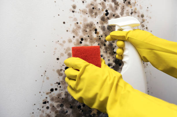 North Bennington, VT Mold Remediation Company