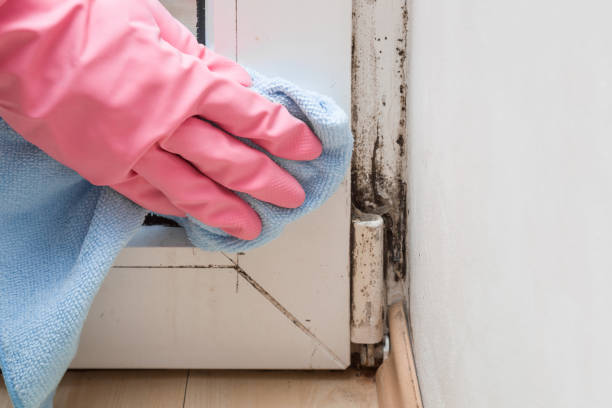 Best Mold Remediation for Schools in North Bennington, VT