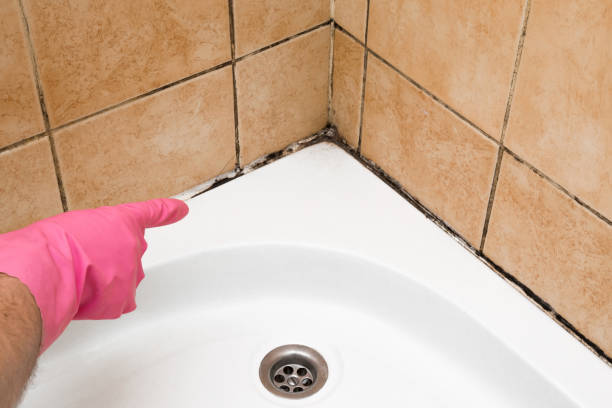 Best Black Mold Remediation in North Bennington, VT